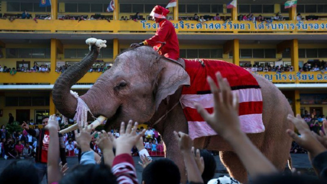 sinterklas naik gajah 1