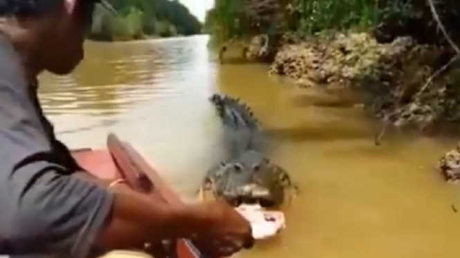 Video Viral Aksi Santuy Seorang Pria Memberikan Makan Buaya Raksasa di Sungai (Foto Tangkap Layar Video Instagram)