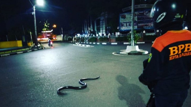 Ilustrasi Petugas BPBD Banjarmasin berusaha menangkap seekor ular yang berkeliaran di jalan umum Kota Banjarmasin. (Foto BPBD Kota Banjarmasin).