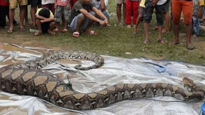 ular 9 meter