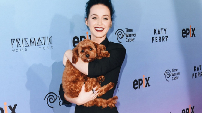 Katy Perry Tuai Kontroversi Karena Latih Anjing-nya Jadi Vegan