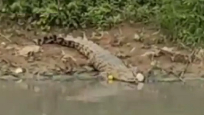 Geger Penampakan Buaya di Sungai CBL Membuat Warga Cibitung Resah (Foto Tangkap Layar Video Instagram)