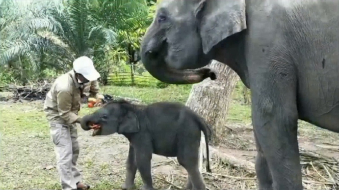 Anak gajah-Riau