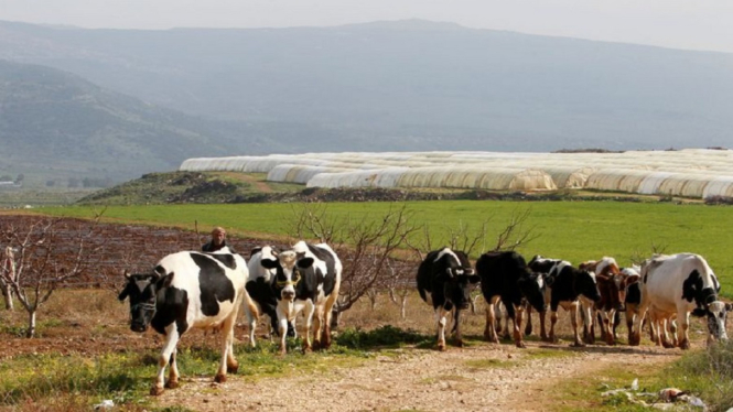 sapi lebanon