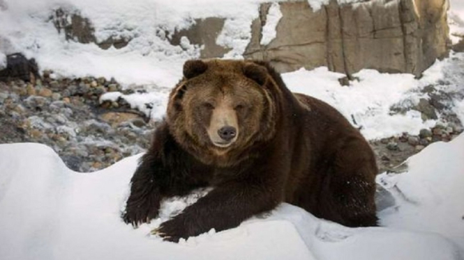 beruang reuters