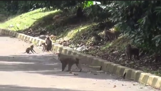 monyet liar di puspitek-Tangsel