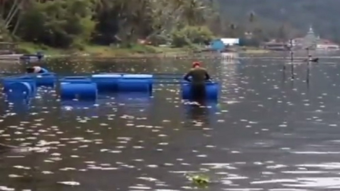 Bau Tak Sedap Landa Danau Maninjau Pasca Ribuan Ikan Mati