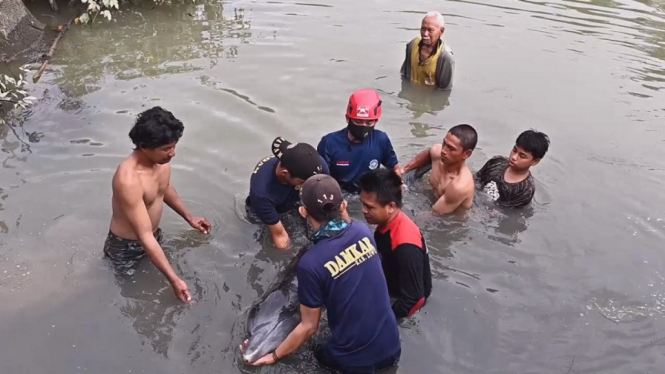 Lumba-lumba terdampar di sungai-Luwu