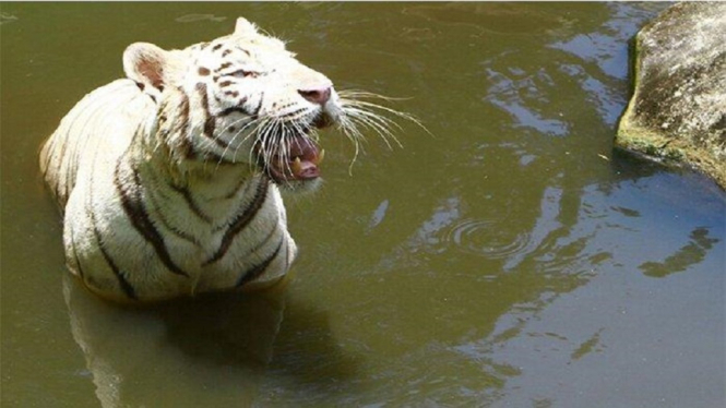 Awas, Ada Dua Ekor Harimau Lepas dan Berkeliaran di Pasir Panjang Singkawang (Foto Dok. wartapenanews.com)
