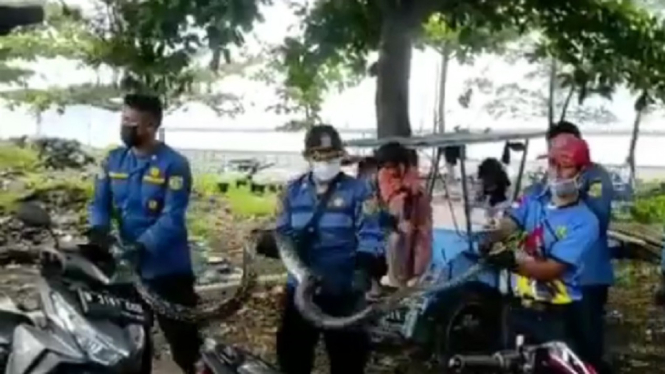 Detik-detik saat Petugas Damkar Menangkap Ular Sanca Sepanjang 4 Meter (Foto Tangkap Layar Video Instagram)