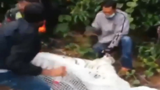 Video Penangkapan Harimau yang Telah Menerkam Pawang Hingga Tewas (Foto Tangkap Layar Video Instagram)