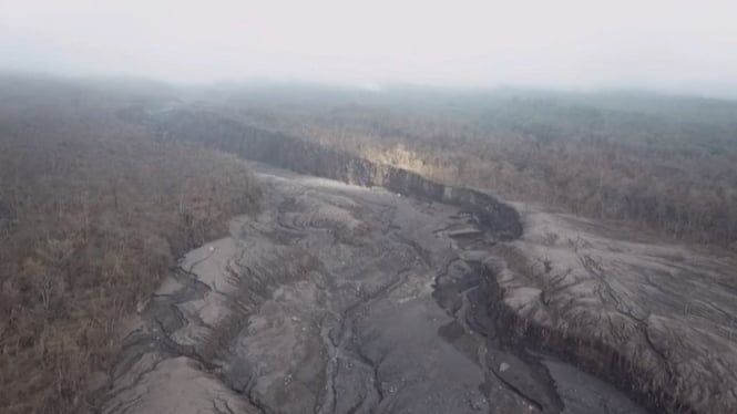 Ratusan hektar lahan pinus rusak akibat erupsi Semeru-1