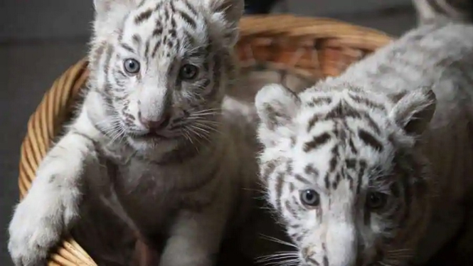 2 anak harimau putih