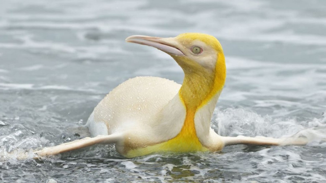 Pertama Kalinya, Penguin Berwarna Kuning Terlihat di Atlantik Selatan