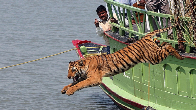 kampung janda harimau 1