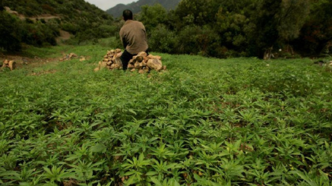 ladang ganja maroko