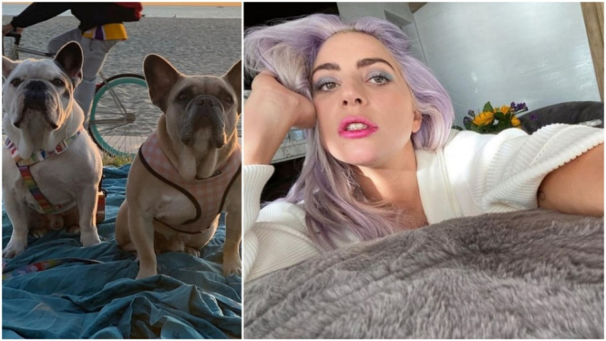 Dua Anjing Milik Lady Gaga yang Dicuri Akhirnya Ditemukan (Foto: Instagram)