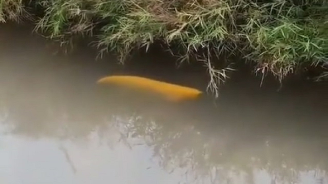 Video Viral Ikan Arwana Berharga Puluhan Juta Berenang Bebas di Selokan Kampung (Foto Tangkap Layar Video Tiktok)