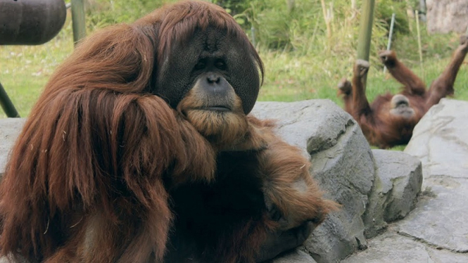 Terungkap, Primata yang Divaksin Corona di AS Adalah Orangutan Asal Indonesia (Foto Dok. San Diego Zoo Centennial)