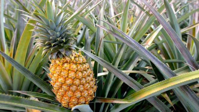 Benarkah Wanita Haid Dilarang Makan Buah Nanas? Ini Kata Ahli