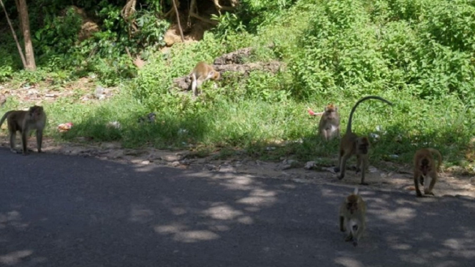 Kawasan Wisata Pulau Manuk, Lebak, Diserbu Kawanan Monyet yang Kelaparan (Foto Dok. brisik.id)