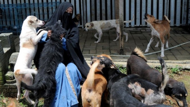 Tempat Penampungan 70 Ekor Anjing Liar Milik Wanita Bercadar Diprotes Warga (Foto Dok. Istimewa)