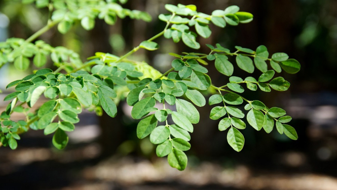 Mengenal Daun Kelor, Superfood dengan Segudang Manfaat