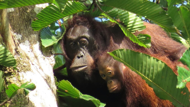 Orangutan yang Disita di Binjai Sumut Dibawa ke Pusat Rehabilitasi