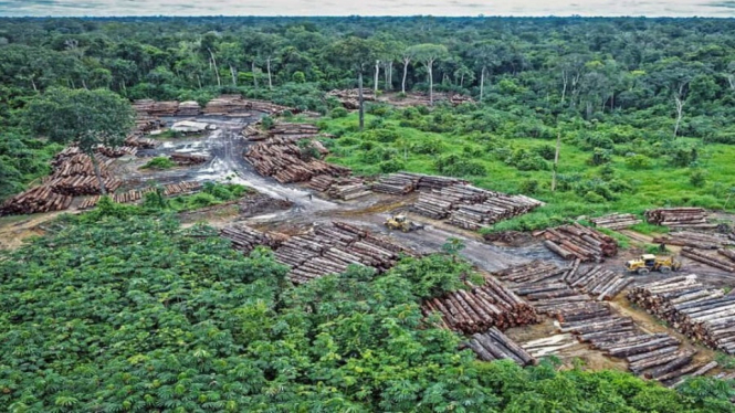 Penelitian Sebut Penggundulan Hutan Picu Kemunculan Pandemi Baru