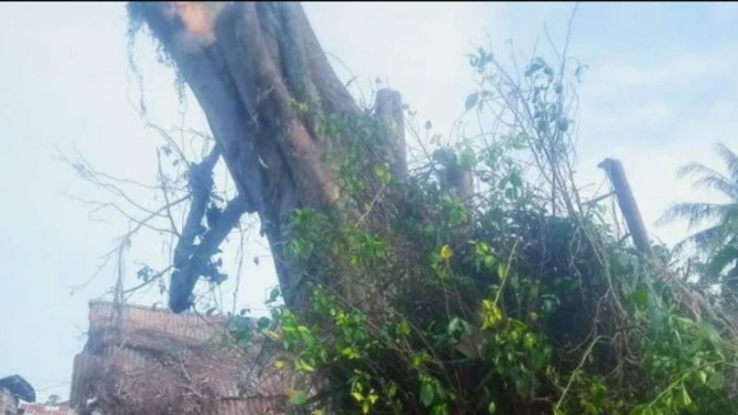 Di Sumut, Pohon Tumbang Berdiri Kembali, 1 Orang Meninggal dan 2 Orang Terluka