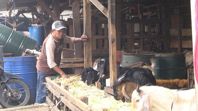 Kiosnya Terbakar, Pedagang Pasar Kambing Nekat Jualan di Pinggir Jalan ( Foto : Mahendra Dewanata/ANTV)