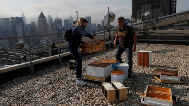 warga new york ternak lebah