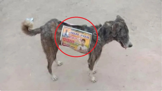 iklan kampanye pakai anjing liar 1