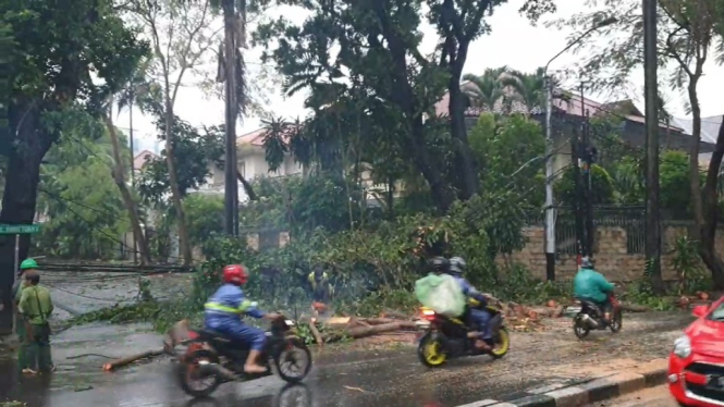 Pohon tumbang di Jalan Pati Unus, Kebayoran Baru, Jakarta Selatan. (ANTV Robin Fredy).