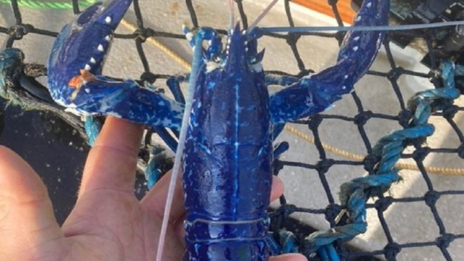 lobster biru 1