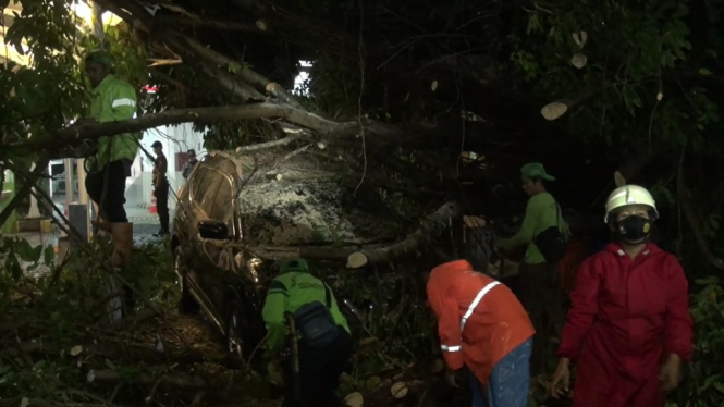 Diterjang Angin Kencang, Pohon Beringin di Jalan Denpasar Jaksel Tumbang Timpa Mobil