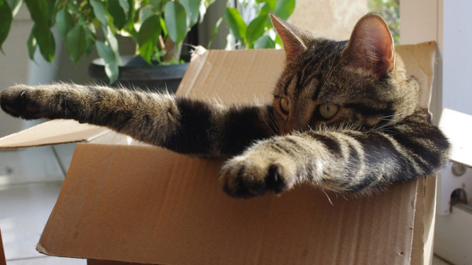 Ini Alasan Kenapa Kucing Menyukai Kotak Kardus