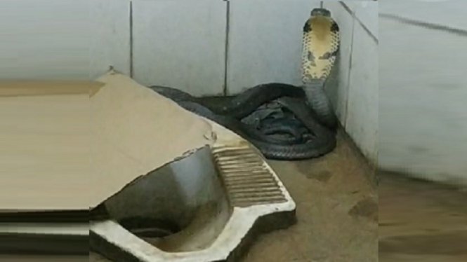 Ular Kobra Nongol di Toilet, Bikin Heboh Warga (Foto Istimewa)