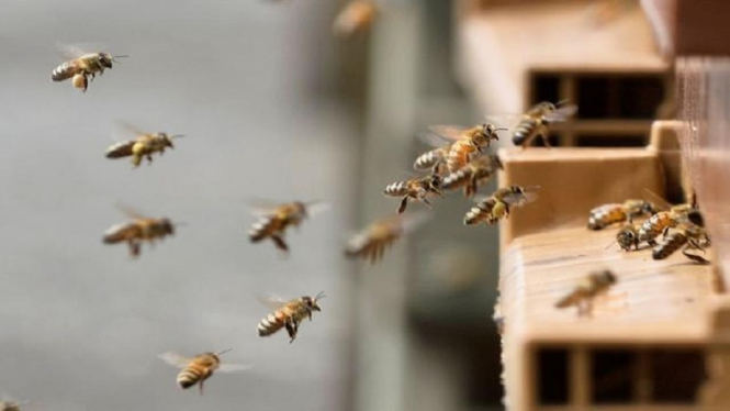 reuters bees