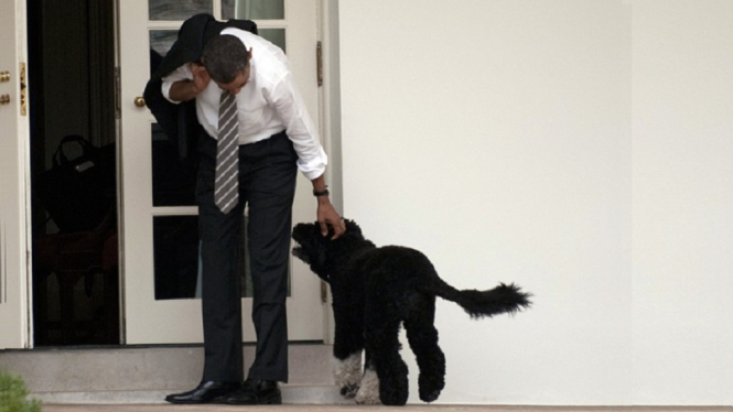 Bo, Anjing Kesayangan Mantan Presiden Amerika Serikat Barack Obama, Mati (Foto Kumparan)