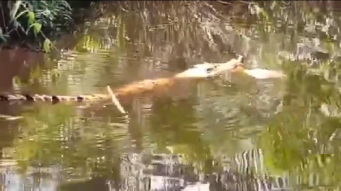 Video Viral Penampakan Buaya Menyeret Kambing Milik Warga di Sungai (Foto Tangkap Layar Video Instagram)