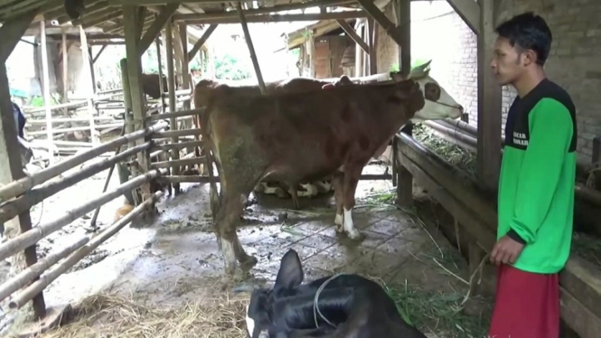 Seorang peternak sapi di Desa Sidomulyo yang sedang menunggu hewan ternaknya di dalam kandang. ( Foto: Aries Sutikno /ANTV)
