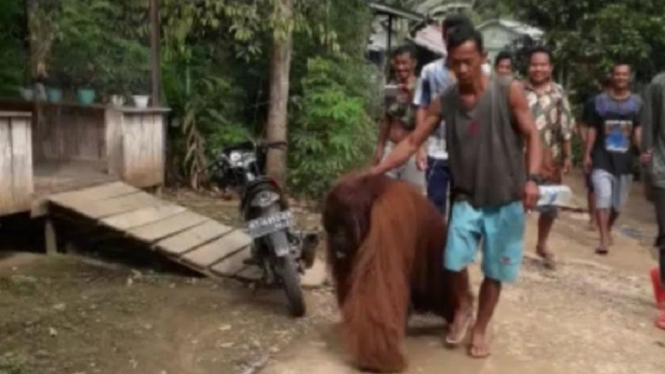 Viral Orangutan Masuk ke Perkampungan di Kaltim, Penyebabnya?