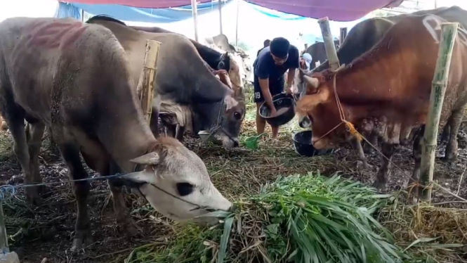 Sejumlah pedagang hewan kurban sedang memberikan makan rumput hewan jualannya sambil menunggu datangnya pembeli di kawasan Tangerang, Banten. ( Foto: Kusnaedi/A