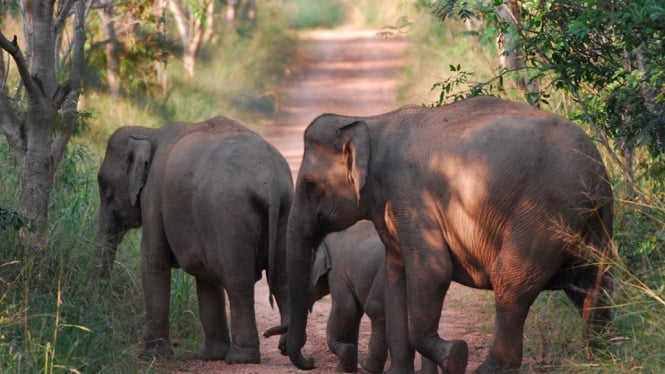 Suaka Margasatwa Padang Sugihan Terbakar, 50 Gajah Berhasil Selamat