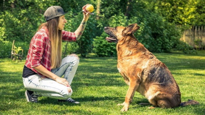 Studi: Anjing Bisa Mengetahui Jika Manusia Berbohong