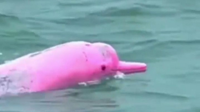 Video Penampakan Fenomena Langka, Lumba-Lumba Pink Muncul ke Permukaan Laut (Foto Tangkap Layar Video Instagram)