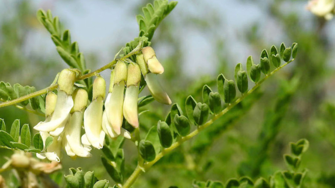 Mengenal Astragalus, Tanaman Herbal untuk Meningkatkan Daya Tahan Tubuh