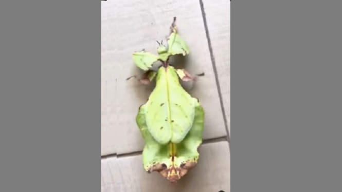 Video Penampakan Serangga Unik yang Bentuknya Menyerupai Daun (Foto Tangkap Layar Video Instragram)