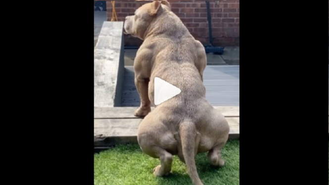 Video Anjing Pit Bull Pamer Otot Kekar Layaknya Arnold Schwarzenegger (Foto Instagram)